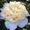 Brushfield Yellow Camellia Japonica - 3 Gallon Pot -Deals Sapling Whisper Store camellia brushfield yellow 11