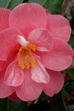 Coral Delight Camellia Hybrid - 1 Gallon Pot 12 Coral Delight Camellia Hybrid - 1 Gallon Pot -Deals Sapling Whisper Store camellia coral delight 3 1