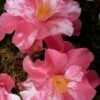 Coral Delight Camellia Hybrid - 1 Gallon Pot -Deals Sapling Whisper Store camellia coral delight 4 1