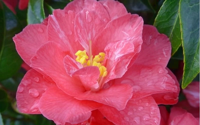 Coral Delight Camellia Hybrid - 1 Gallon Pot 8 Coral Delight Camellia Hybrid - 1 Gallon Pot - Image 6