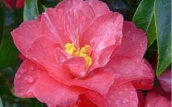 Coral Delight Camellia Hybrid - 3 Gallon Pot -Deals Sapling Whisper Store camellia coral delight 5
