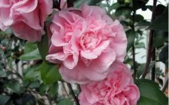Debutante Pink Camellia Japonica - 3 Gallon Pot -Deals Sapling Whisper Store camellia debutante pink 5
