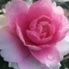 Dream Weaver Camellia Sasanqua - 3 Gallon Pot 1 Dream Weaver Camellia Sasanqua - 3 Gallon Pot -Deals Sapling Whisper Store camellia dreamweaver