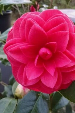 Glen 40 Camellia Japonica - 3 Gallon Pot 15 Glen 40 Camellia Japonica - 3 Gallon Pot -Deals Sapling Whisper Store camellia glen 40 1