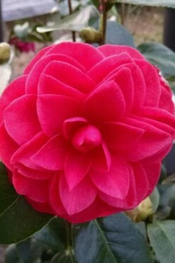 Glen 40 Camellia Japonica - 3 Gallon Pot 14 Glen 40 Camellia Japonica - 3 Gallon Pot -Deals Sapling Whisper Store camellia glen 40 2