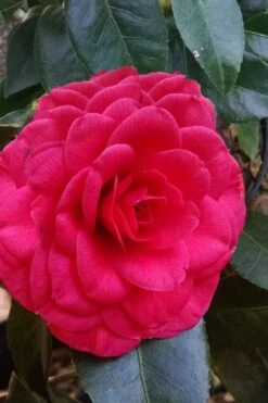 Glen 40 Camellia Japonica - 3 Gallon Pot 12 Glen 40 Camellia Japonica - 3 Gallon Pot -Deals Sapling Whisper Store camellia glen 40 3