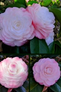 Guest Star Camellia Japonica - 1 Gallon Pot 11 Guest Star Camellia Japonica - 1 Gallon Pot -Deals Sapling Whisper Store camellia guest star 3