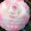 Guest Star Camellia Japonica - 1 Gallon Pot 1 Guest Star Camellia Japonica - 1 Gallon Pot -Deals Sapling Whisper Store camellia guest star 7