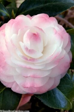 Deals Sapling Whisper Store 6 Guest Star Camellia Japonica - 1 Gallon Pot