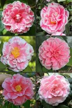 Brilliant Gem Fragrant Camellia Japonica 'Herme' - 1 Gallon Pot -Deals Sapling Whisper Store camellia herrmes 1