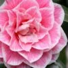 Brilliant Gem Fragrant Camellia Japonica 'Herme' - 1 Gallon Pot 2 Brilliant Gem Fragrant Camellia Japonica 'Herme' - 1 Gallon Pot -Deals Sapling Whisper Store camellia herrmes 5