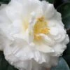 Colonial Dame Camellia - 3 Gallon Pot 2 Colonial Dame Camellia - 3 Gallon Pot -Deals Sapling Whisper Store camellia japonica colonial dame 20
