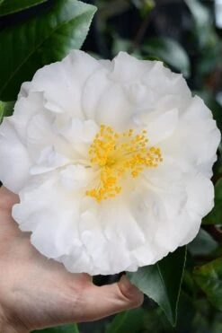 Colonial Dame Camellia - 3 Gallon Pot -Deals Sapling Whisper Store camellia japonica colonial dame 4