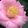Isaribi Camellia Japonica - 3 Gallon Pot -Deals Sapling Whisper Store camellia japonica isaribi 6