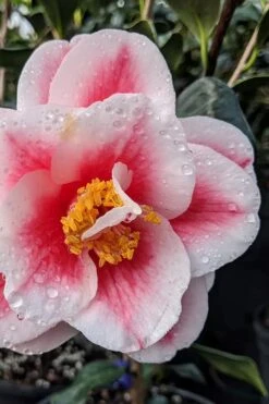 Sadaharu Oh Camellia - 7 Gallon Pot (3-4') 13 Sadaharu Oh Camellia - 7 Gallon Pot (3-4') -Deals Sapling Whisper Store camellia japonica sadaharu oh 100