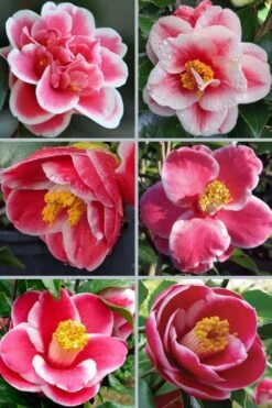 Sadaharu Oh Camellia - 7 Gallon Pot (3-4') 12 Sadaharu Oh Camellia - 7 Gallon Pot (3-4') -Deals Sapling Whisper Store camellia japonica sadaharu oh 102