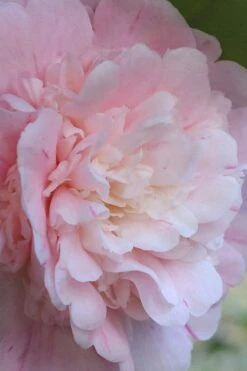 Thompsonii Camellia Japonica - 3 Gallon Pot 11 Thompsonii Camellia Japonica - 3 Gallon Pot -Deals Sapling Whisper Store camellia japonica thompsonii 2 1