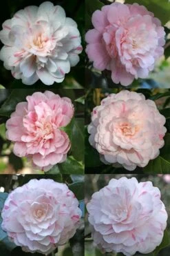 Thompsonii Camellia Japonica - 3 Gallon Pot 10 Thompsonii Camellia Japonica - 3 Gallon Pot -Deals Sapling Whisper Store camellia japonica thompsonii 4 1