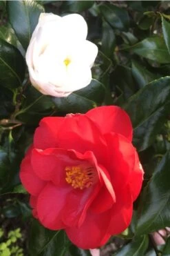 Lady Vansittart Multicolor Camellia Japonica - 1 Gallon Pot -Deals Sapling Whisper Store camellia lady vansittart red flower 1