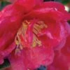 October Magic Rose Camellia - 3 Gallon Pot 2 October Magic Rose Camellia - 3 Gallon Pot -Deals Sapling Whisper Store camellia october magic rose 5