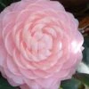 Otome Pink Camellia Japonica - 1 Gallon Pot 1 Otome Pink Camellia Japonica - 1 Gallon Pot -Deals Sapling Whisper Store camellia otome