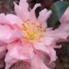 Pink Snow Camellia Sasanqua - 3 Gallon Pot 1 Pink Snow Camellia Sasanqua - 3 Gallon Pot -Deals Sapling Whisper Store camellia pink snow 1