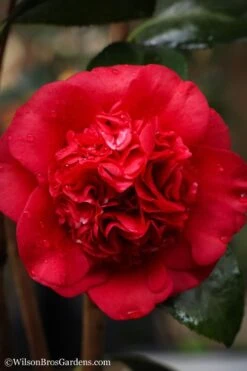 Professor Sargent Camellia Japonica - 6 Pack Of 1 Gallon Pots -Deals Sapling Whisper Store camellia professor sargent 20