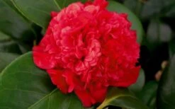 Professor Sargent Camellia Japonica - 6 Pack Of 1 Gallon Pots -Deals Sapling Whisper Store camellia professor sargent bloom