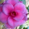 Purple Dawn Camellia Japonica - 1 Gallon Pot 1 Purple Dawn Camellia Japonica - 1 Gallon Pot -Deals Sapling Whisper Store camellia purple dawn 9