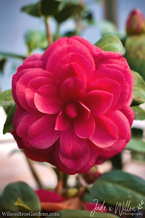Purple Dawn Camellia Japonica - 1 Gallon Pot 6 Purple Dawn Camellia Japonica - 1 Gallon Pot - Image 4