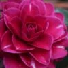 Purple Haze Camellia- 2 Gallon Pot -Deals Sapling Whisper Store camellia sasanqua purple haze 1