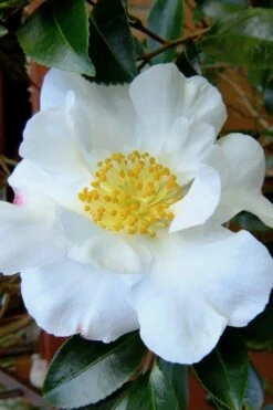 Setsugekka Fragrant Camellia Sasanqua - 7 Gallon Pot -Deals Sapling Whisper Store camellia setsugekka 3 1