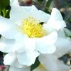 Setsugekka Fragrant Camellia Sasanqua - 7 Gallon Pot -Deals Sapling Whisper Store camellia setsugekka 4 1