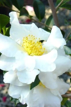 Setsugekka Fragrant Camellia Sasanqua - 7 Gallon Pot
