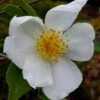 Survivor Cold Hardy White Camellia - 3 Gallon Pot -Deals Sapling Whisper Store camellia survivor 1