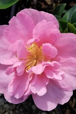 Taylors Perfection Pink Camellia Hybrid - 3 Gallon Pot 12 Taylors Perfection Pink Camellia Hybrid - 3 Gallon Pot -Deals Sapling Whisper Store camellia taylors perfection 5