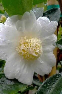 Winter's Snowman Camellia Hybrid - 7 Gallon Pot (3-4') 8 Winter's Snowman Camellia Hybrid - 7 Gallon Pot (3-4') -Deals Sapling Whisper Store camellia winters snowman 105