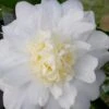 Winter's Snowman Camellia Hybrid - 1 Gallon Pot 2 Winter's Snowman Camellia Hybrid - 1 Gallon Pot -Deals Sapling Whisper Store camellia winters snowman 106 1