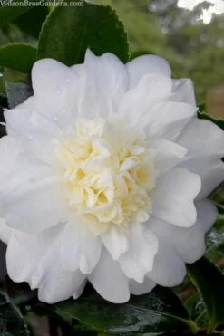 Deals Sapling Whisper Store 14 Winter's Snowman Camellia Hybrid - 1 Gallon Pot