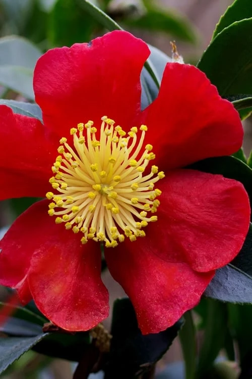 Yuletide Camellia Sasanqua - 1 Gallon Pot 10 Yuletide Camellia Sasanqua - 1 Gallon Pot - Image 8