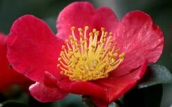 Yuletide Camellia Sasanqua - 1 Gallon Pot 16 Yuletide Camellia Sasanqua - 1 Gallon Pot -Deals Sapling Whisper Store camellia yuletide flower closeup