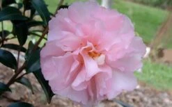 Cotton Candy Camellia Sasanqua - 3 Gallon Pot 11 Cotton Candy Camellia Sasanqua - 3 Gallon Pot -Deals Sapling Whisper Store camelliacottoncandy