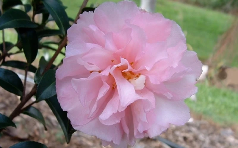 Cotton Candy Camellia Sasanqua - 3 Gallon Pot 7 Cotton Candy Camellia Sasanqua - 3 Gallon Pot - Image 5