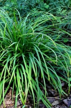 Creek Sedge (Carex Amphibola) - 1 Gallon Pot -Deals Sapling Whisper Store carex amphibola creek sedge 3