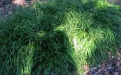 Creek Sedge (Carex Amphibola) - 1 Gallon Pot -Deals Sapling Whisper Store carex amphibola creek sedge 5