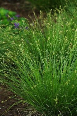 Appalachian Sedge (Carex Appalachia) - 8 Pack Of 1 Gallon Pots 15 Appalachian Sedge (Carex Appalachia) - 8 Pack Of 1 Gallon Pots -Deals Sapling Whisper Store carex appalachica appalachian sedge 2