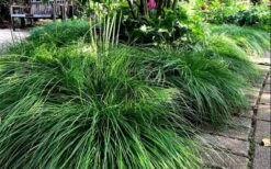 Cherokee Sedge (Carex Cherokeensis) - 1 Gallon Pot -Deals Sapling Whisper Store carex cherokeensis cherokee sedge 10