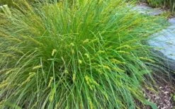 Cherokee Sedge (Carex Cherokeensis) - 1 Gallon Pot -Deals Sapling Whisper Store carex cherokeensis cherokee sedge 3
