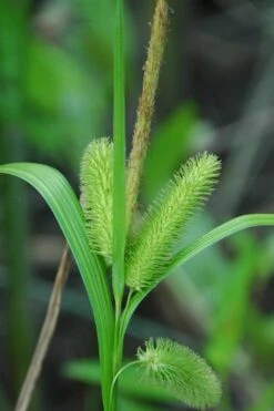 Shallow Sedge (Carex Lurida) - 6 Pack Of 1 Gallon Pots 12 Shallow Sedge (Carex Lurida) - 6 Pack Of 1 Gallon Pots -Deals Sapling Whisper Store carex lurida shallow sedge 3