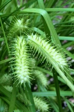 Shallow Sedge (Carex Lurida) - 8 Pack Of 1 Gallon Pots 14 Shallow Sedge (Carex Lurida) - 8 Pack Of 1 Gallon Pots -Deals Sapling Whisper Store carex lurida shallow sedge 4 1